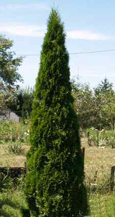 Thuja occidentalis Smaragd